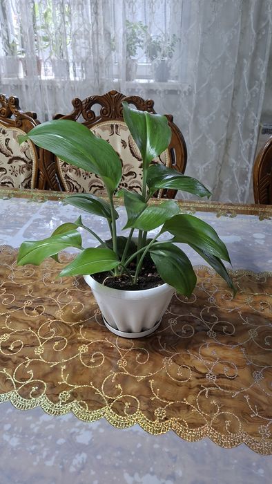 Цветы комнатные разные