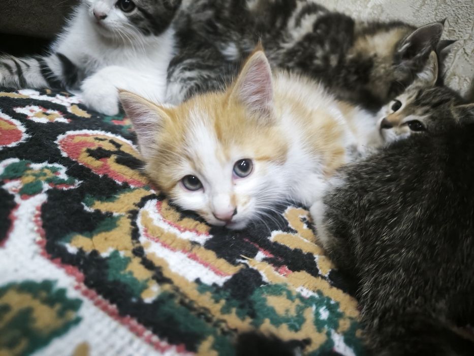 Кошки 50 000 сум