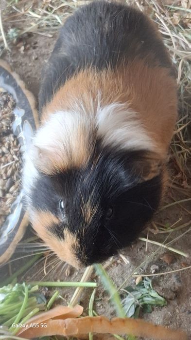 Денгиз чучукаси (морской свинья) сотилади