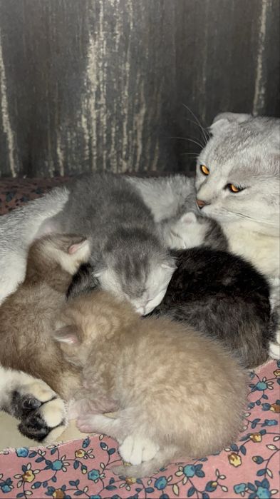 Котята британские
