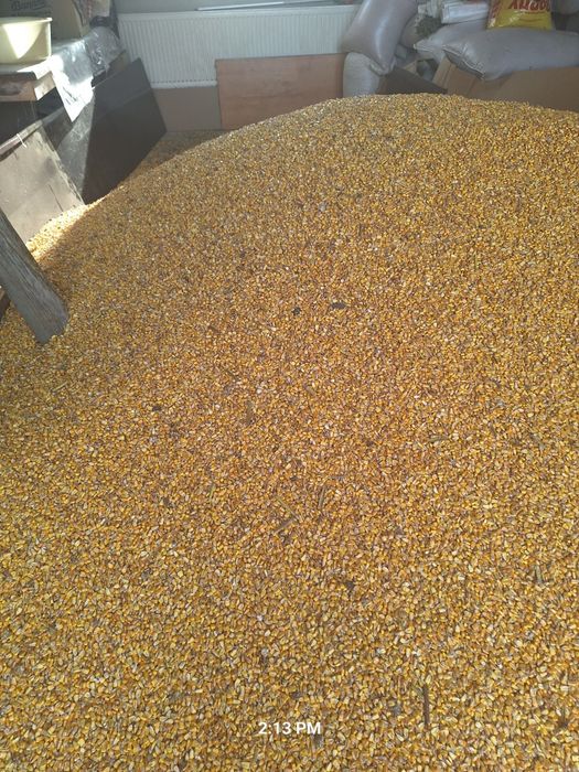 Porumb   productia 2025