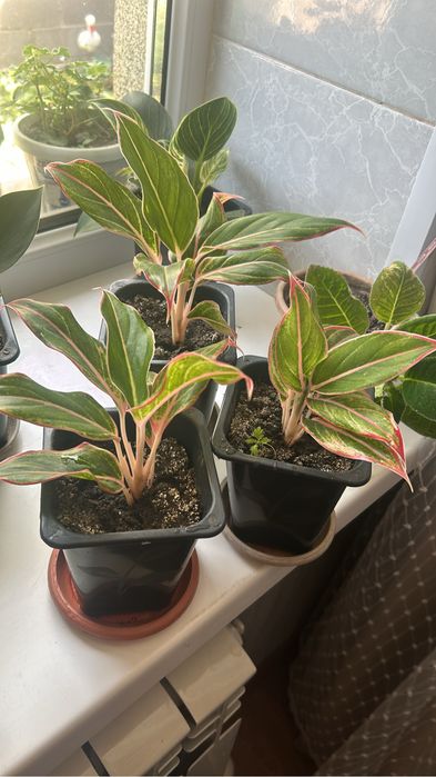 Цветы в ассортименте