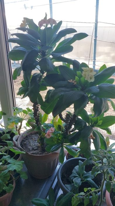 Цветы  разный комнатные