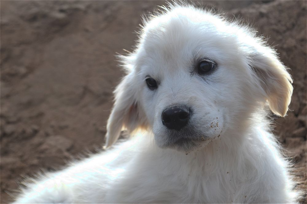 Голден ретривер