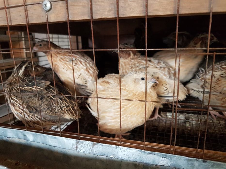 Продам перепелов (петушки)