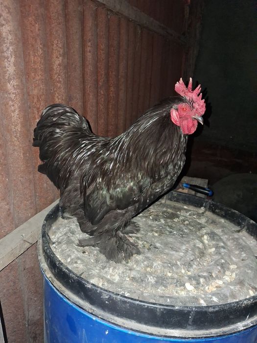 Кахинхин питух молодой