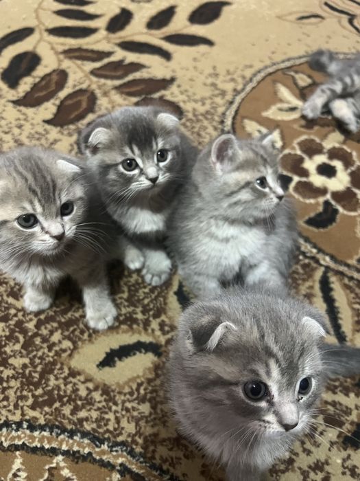 Zoti:Britanskiy scottish strayt sotiladi  toza zotli ogil /qiz