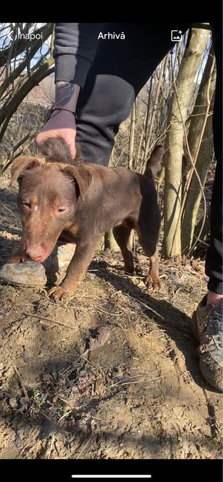 Jagd terrier jagdterrier