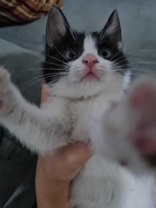 Котята вислоухие