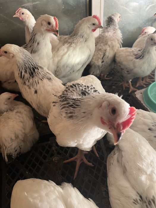 Адлерская серебристая Петушки