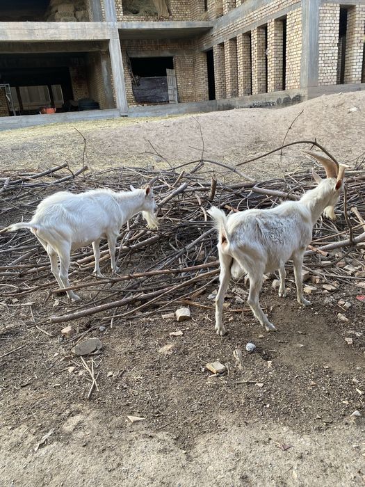 Зотли така занин