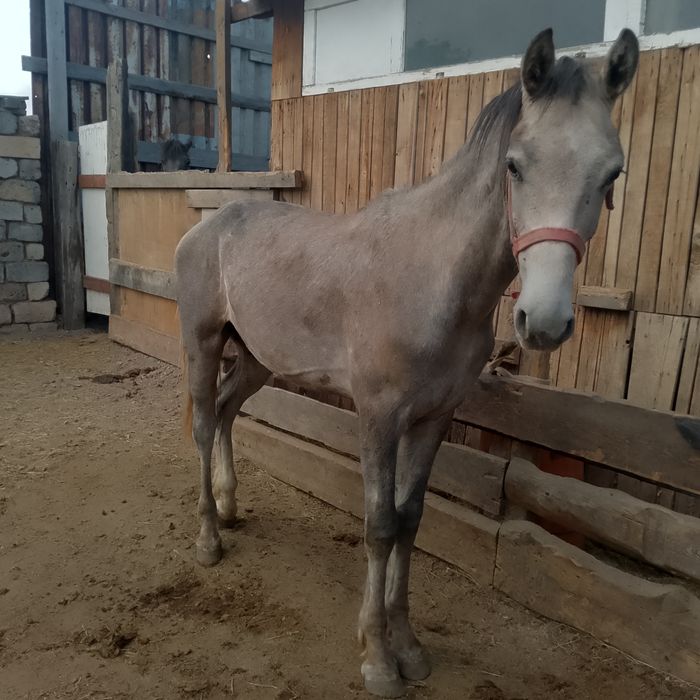 Срочно продам тайчиков мальчик и девочек.