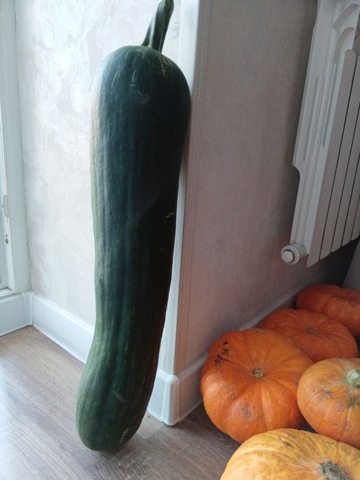 Продам тыкву вкусную