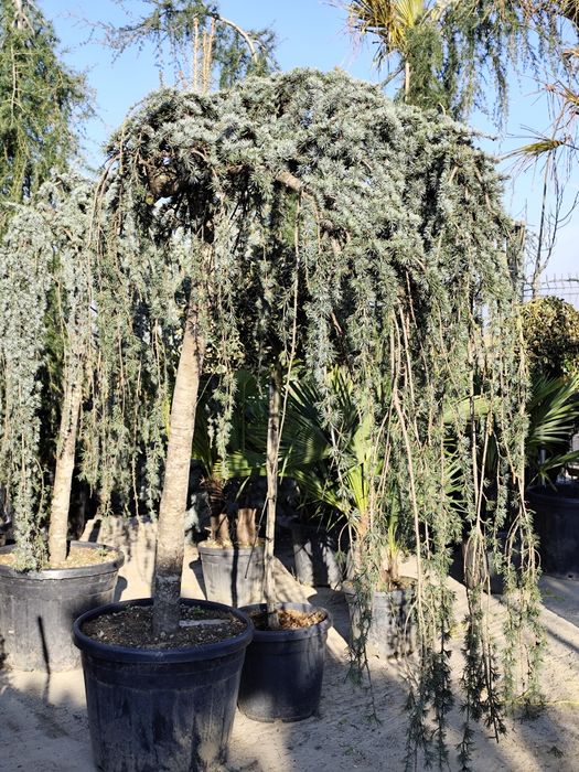 Cedru Leylandi photinia