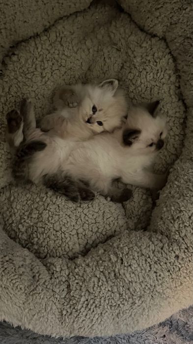 Котета сибирска нева маскарадна
