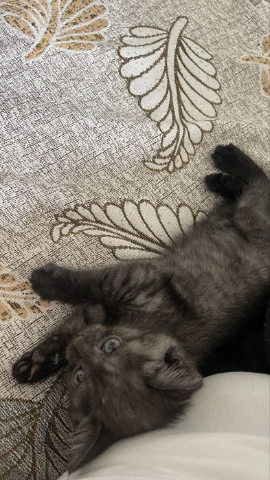 Котенок мальчик 2 месяцев