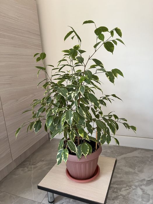 Фикус Бенжамина