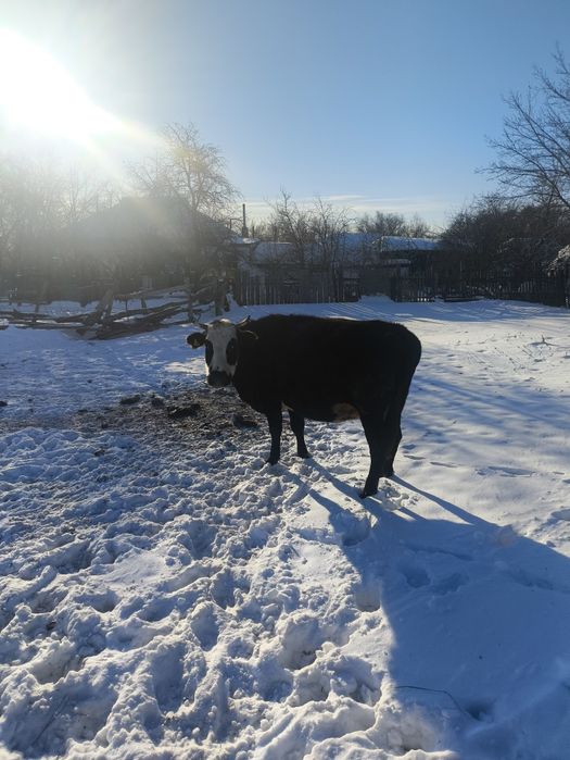 Продам корову стельная