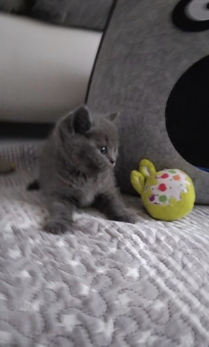 Шотландские Скоттиш Фолды