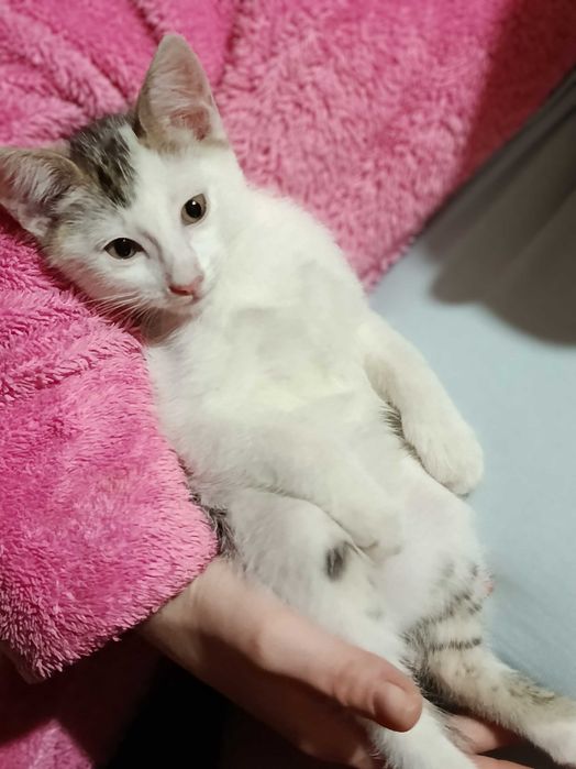Котята в добрые ручки.