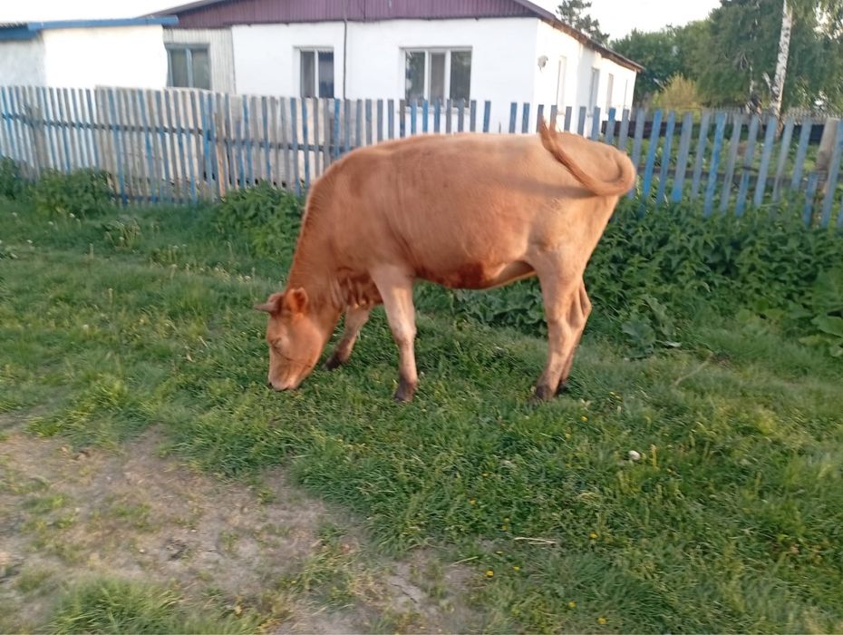 Сиыр тайнша сатылады