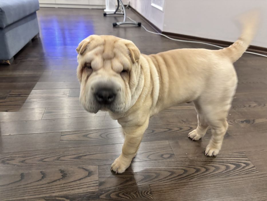 Шарпей, 4 месяца