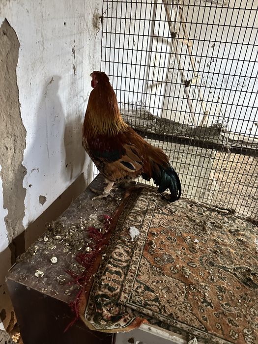 Қораздар сатылады