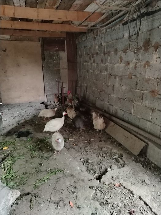 Куры продаю талгар