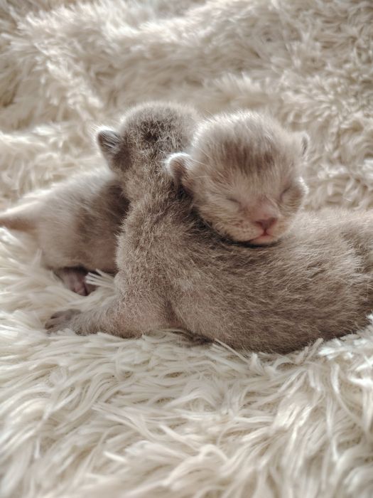 Европейская бурма