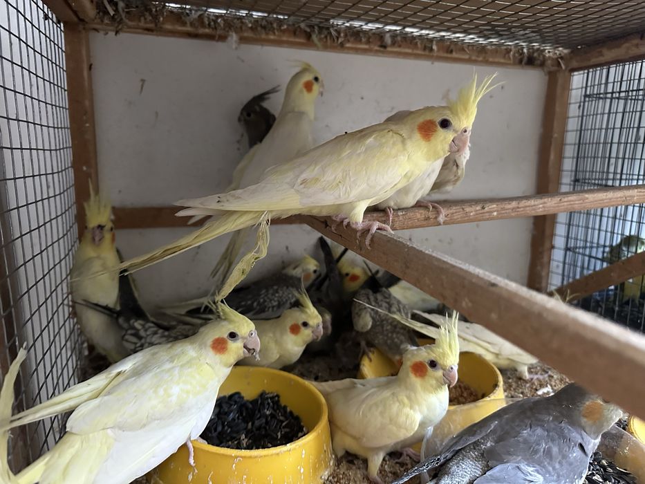 Продается попугай Кореллы