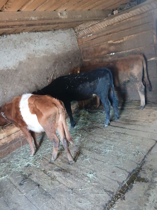 Vand 4 juninci si un taureac