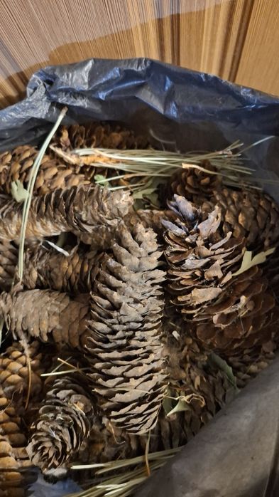 Отдам шишки поломанные