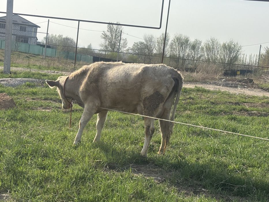 Пролам корову с теленком