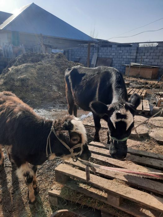 Сиыр бузауымен.