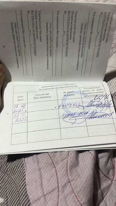 Mushuk zotli scottish strayd