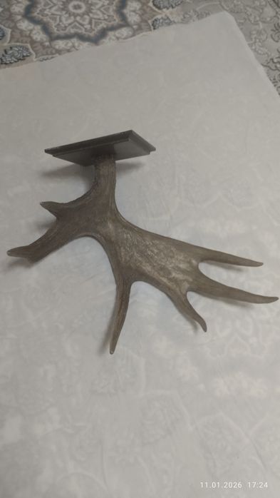 Рога Лося .бугу шохи котта залларга ярашади Росия урмонларидан олинган