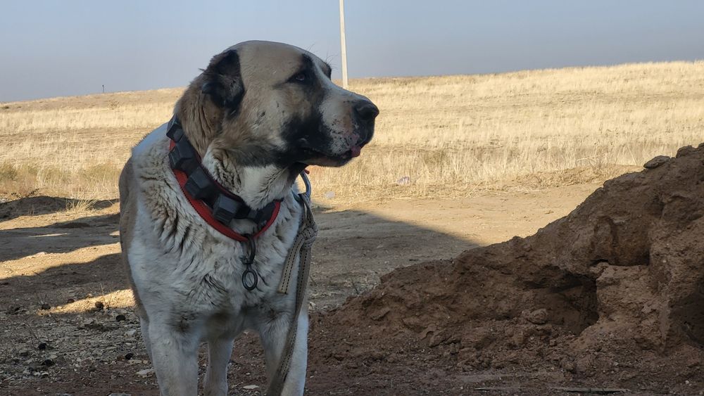 Төбет, Алабай. Ит собака.