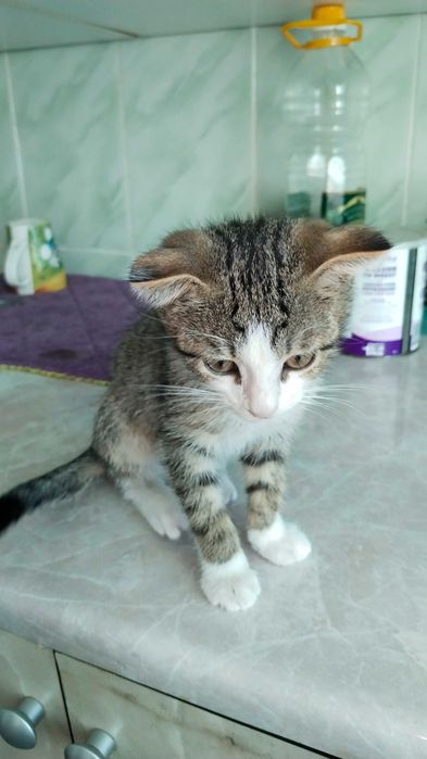 Продам вислоухого котёнка