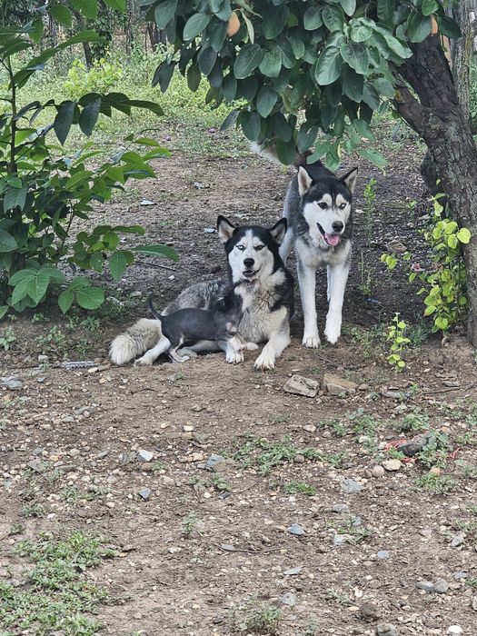 2  Husky Siberian adulți, sănătoși și jucăuși