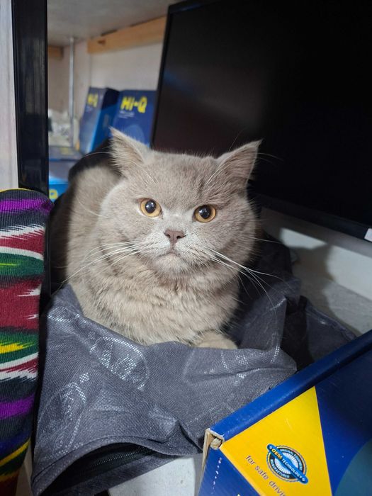 Mushik erkak vyaskaga sotlmid toza latok bladi