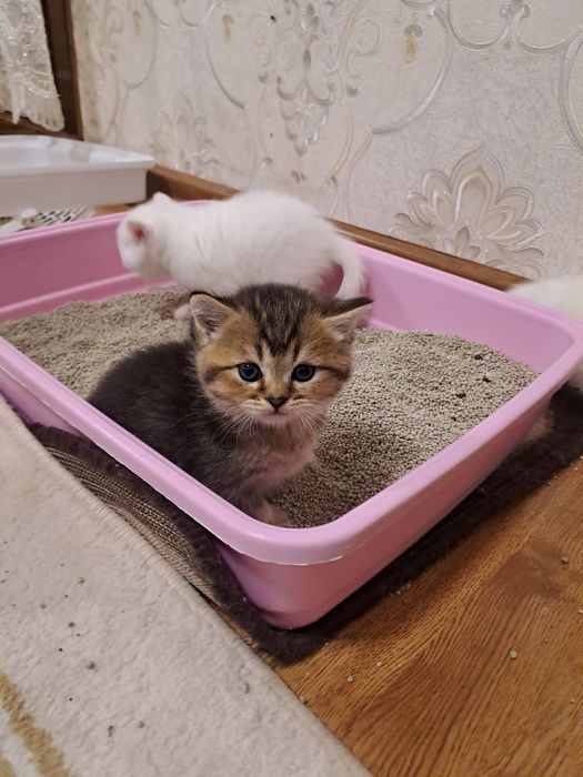 Сотилади ширин мушукчаларим