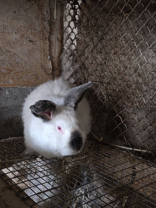 Кролики разные  .