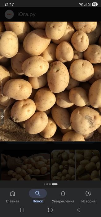 Картофель домашний