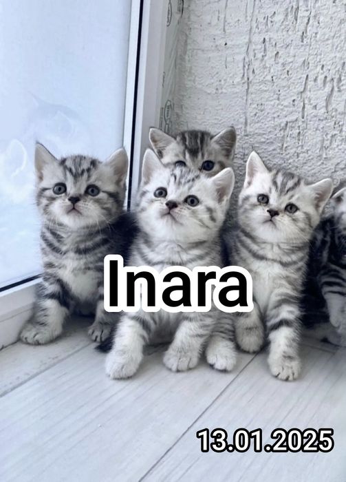 Британские котята