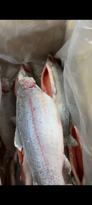 Киргизская форель