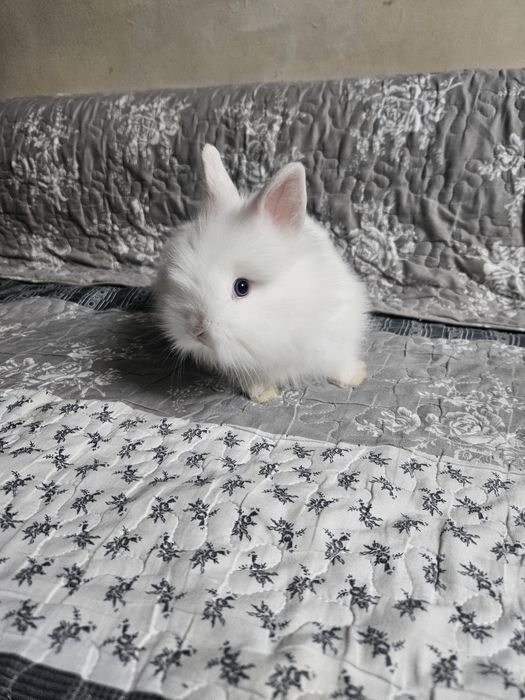 Iepurași cap de leu pitic, rasă pură