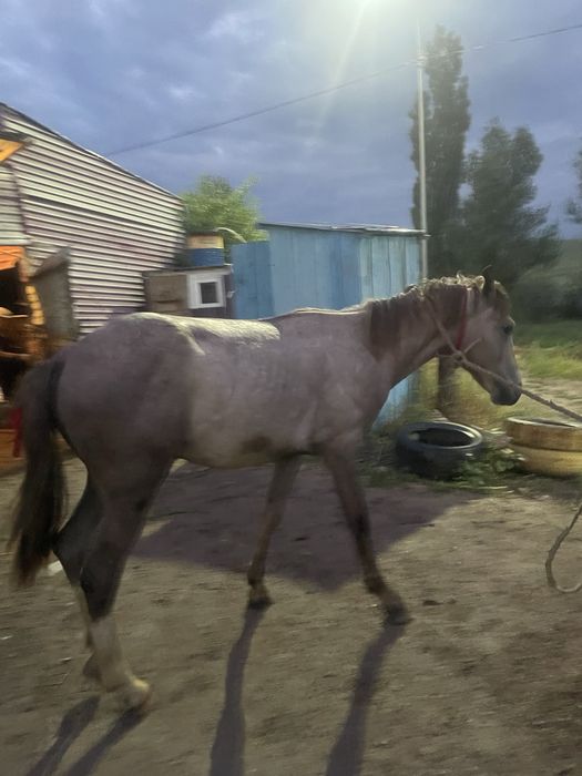 Тай сатыладыы !!