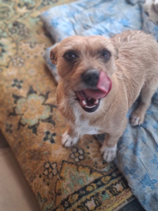 Добрая собачка в дом