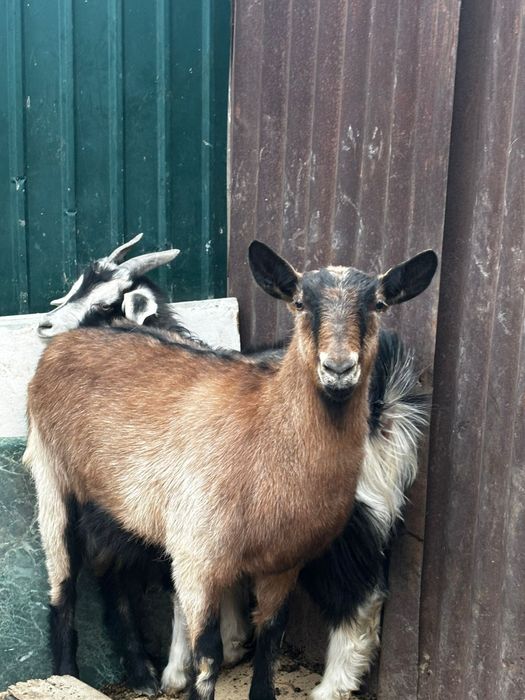 Ешкі альпи керемет