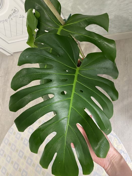 Продам монстеру по выгодной цене